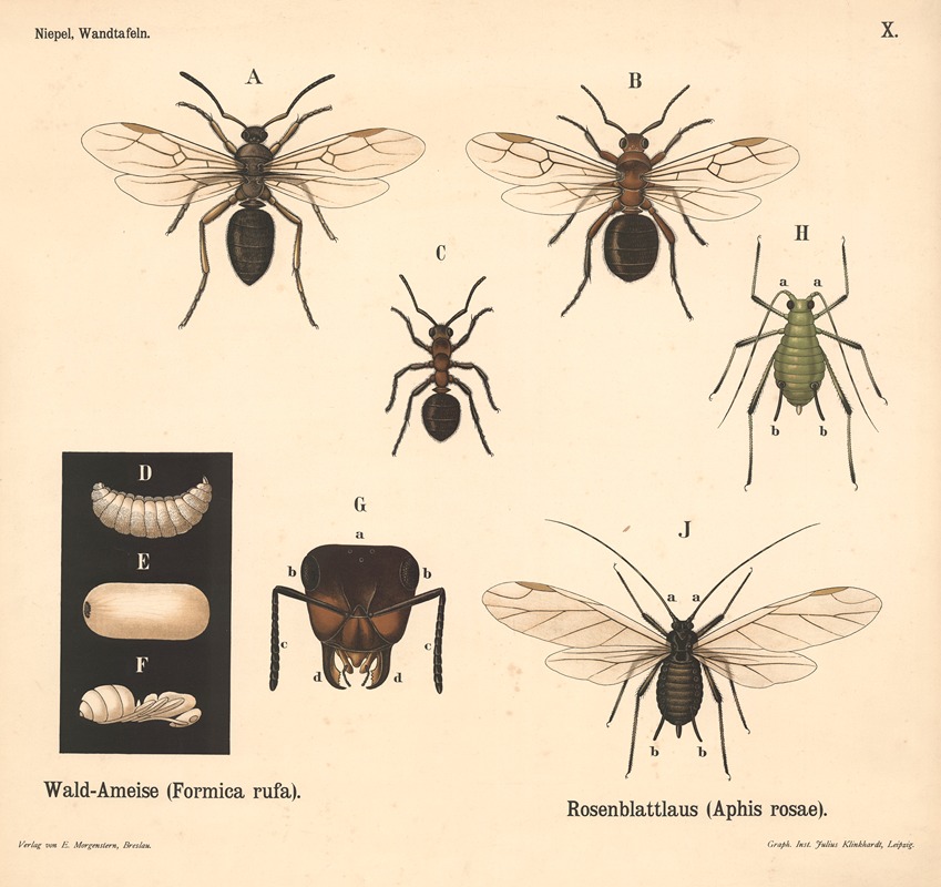 Wald-Ameise (Formica rufa). Rosenblattlaus (Aphis rosae) — Julius Klinkhardt