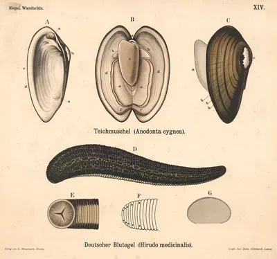 Teichmuschel (Anadonta cygnea). Deutscher Blutegel (Hirudo medicinalis) by Julius Klinkhardt, 1911 — digital art print…