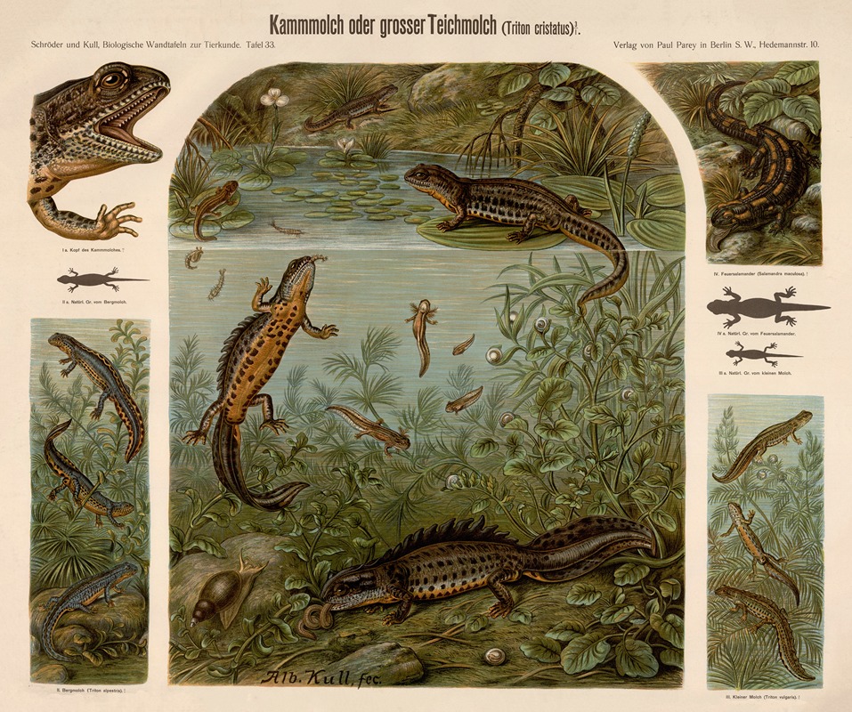 Great crested newt — Albert Kull