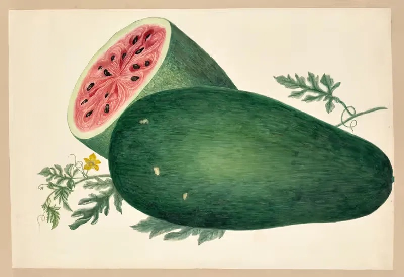 Cucurbita citrullus (Sandilla) by Dorothea Eliza Smith, 1850-1853 — digital art print download