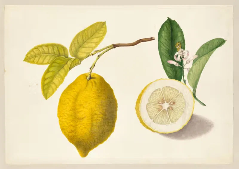 Citrus decumana (Toronja) by Dorothea Eliza Smith, 1850-1853 — digital art print download