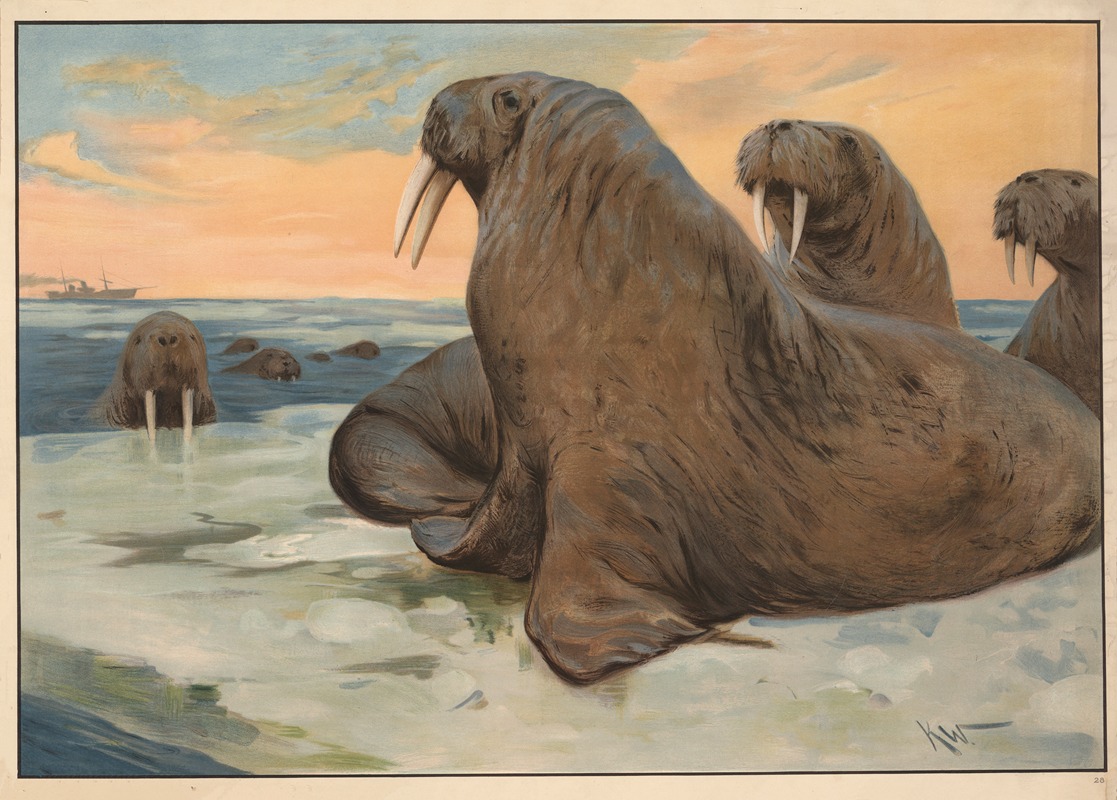 Hvalros by Карл Вагнер, 1910 — digital art print download