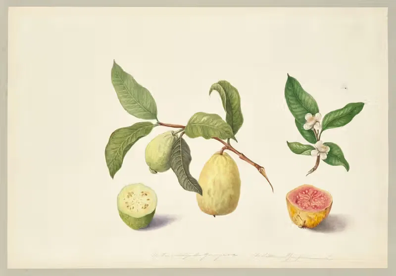 Psidium guajava (Guava) by Dorothea Eliza Smith, 1850-1853 — digital art print download