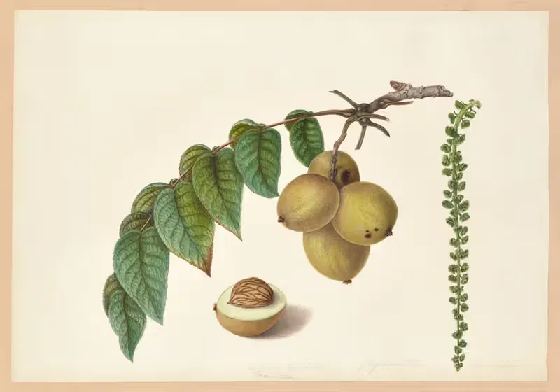 Juglans nigra (Nogal) by Dorothea Eliza Smith, 1850-1853 — digital art print download