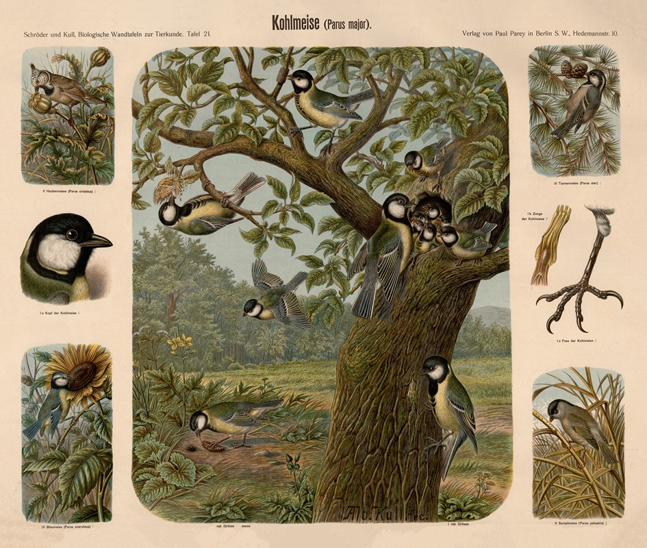 Great Tit by Albert Kull — digital art print download