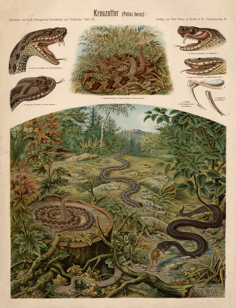 Common adder by Albert Kull — digital art print download