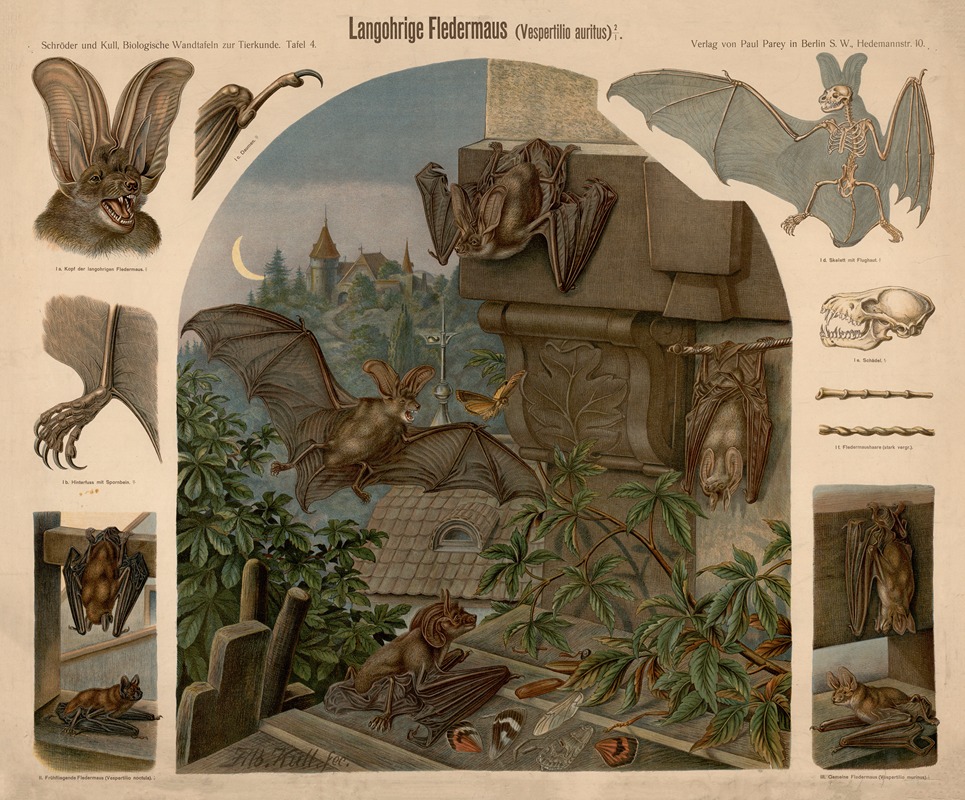 Long-eared bat by Albert Kull — digital art print download