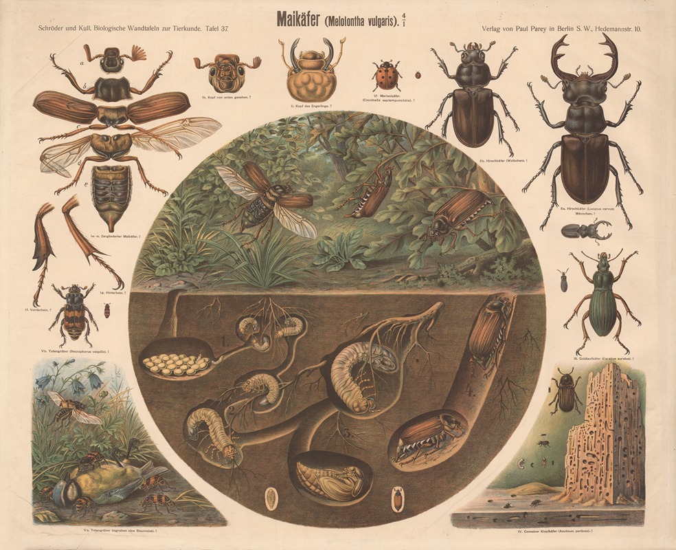 Maybeetle by Albert Kull — digital art print download