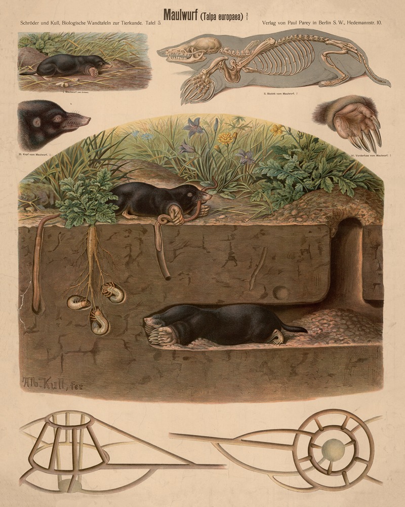 Mole by Albert Kull — digital art print download
