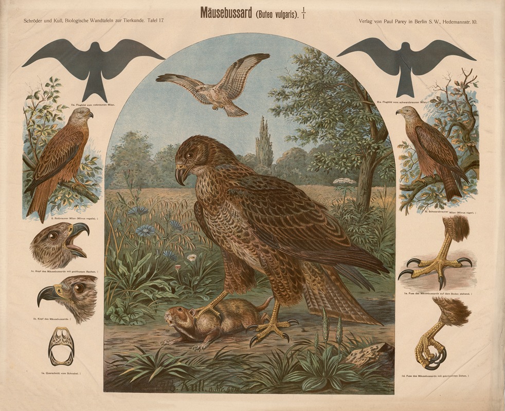 Common Buzzard by Albert Kull — digital art print download