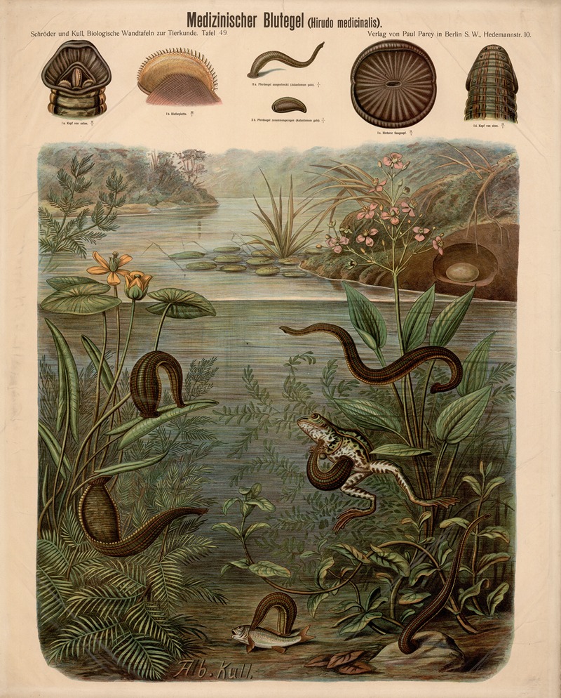 Medicinal leech by Albert Kull — digital art print download