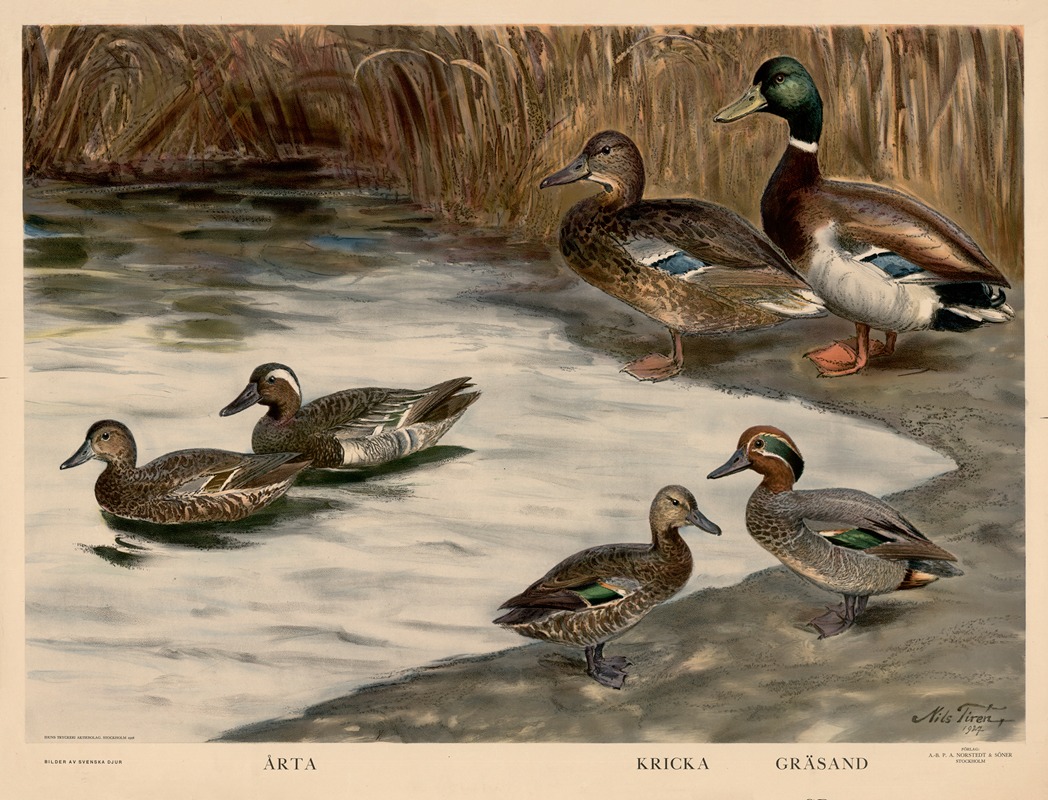 Arta. Kricka. Gräsand by Nils Tirén, 1928 — digital art print download