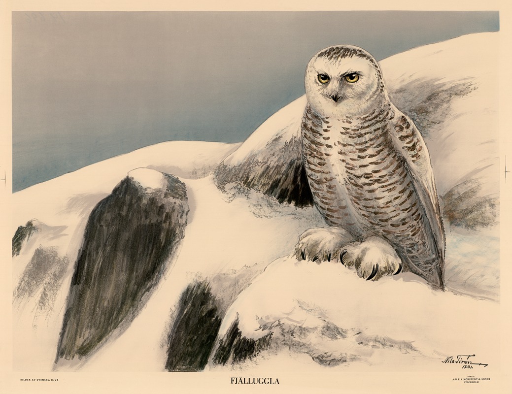 Fjälluggla by Nils Tirén, 1931 — digital art print download