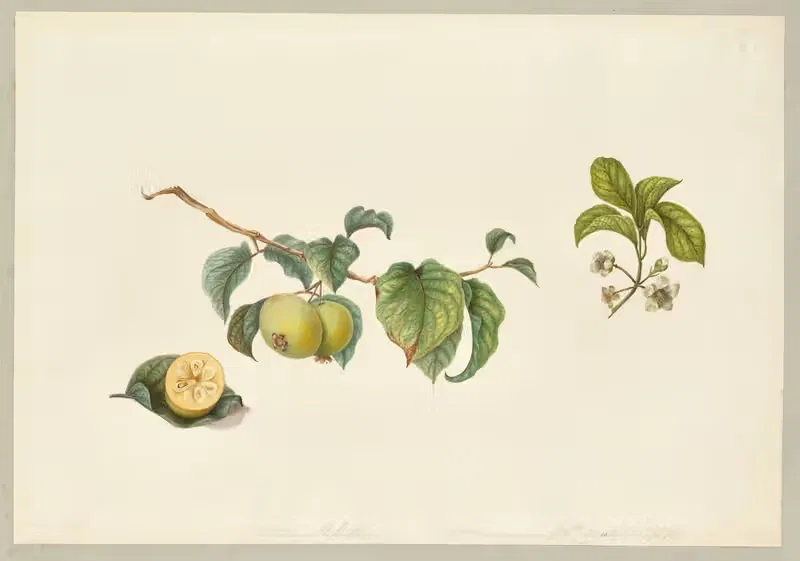 Campomanesia lineatifolia (Palillo) — Dorothea Eliza Smith