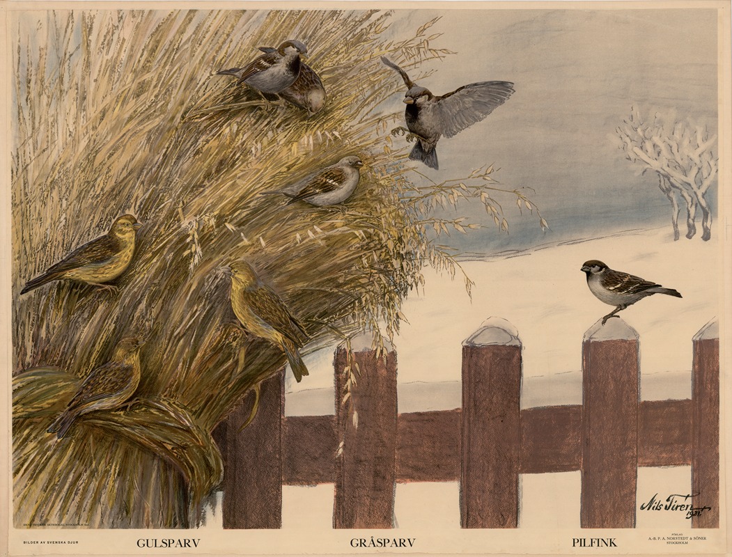 Gulsparv. Gråsparv. Pilfink by Nils Tirén, 1931 — digital art print download