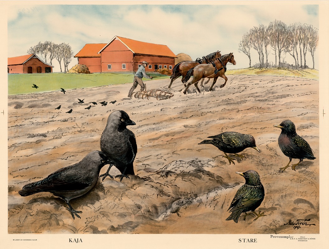 Kaja. Stare. by Nils Tirén, 1930 — digital art print download