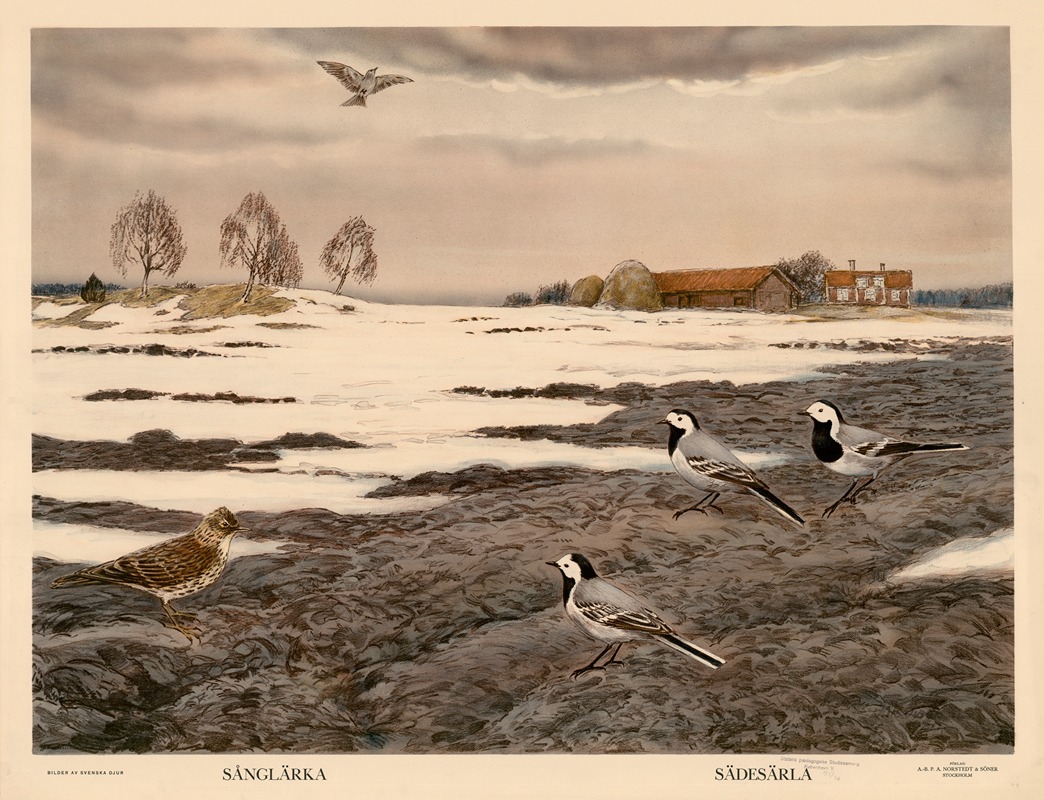 Sånglärka. Sädesärla by Nils Tirén, 1929 — digital art print download