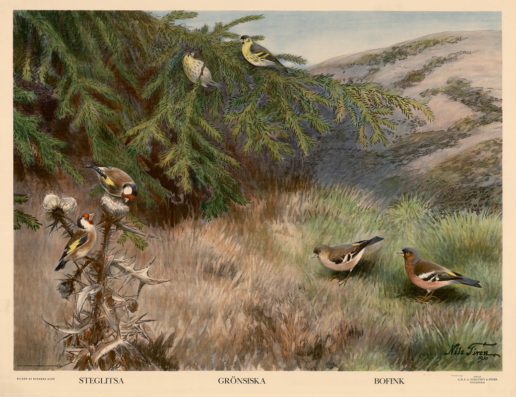 Steglitsa. Grönsiska. Bofink by Nils Tirén, 1931 — digital art print download