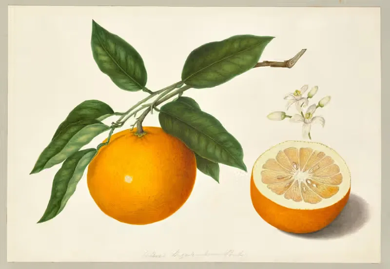 Citrus Bigaradia (Bitter orange) by Dorothea Eliza Smith, 1850-1853 — digital art print download