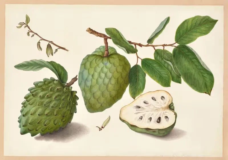 Annona cherimola (Chirimoya) by Dorothea Eliza Smith, 1850-1853 — digital art print download
