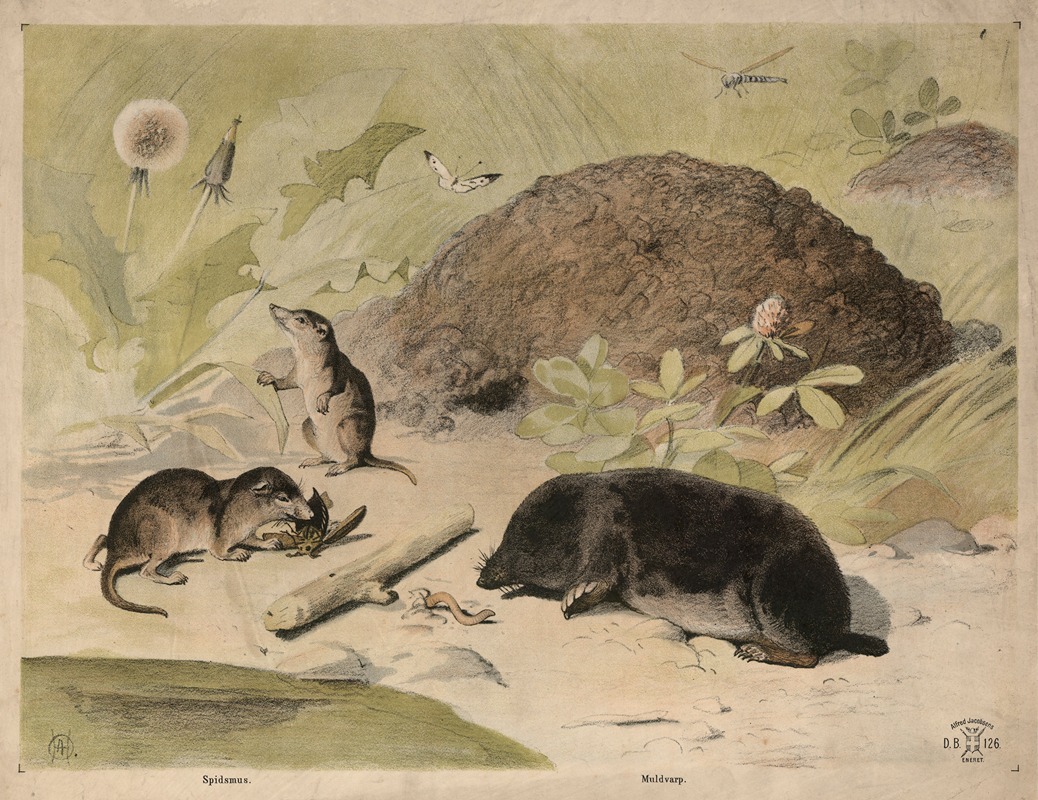 Muldvarp, mus og rotte by Олуф Август Хермансен, 1892 — digital art print download