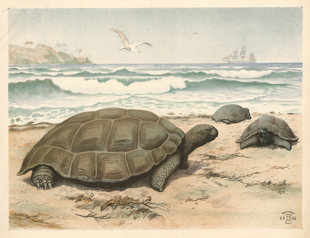 Skildpadde by Oluf August Hermansen, 1892 — digital art print download