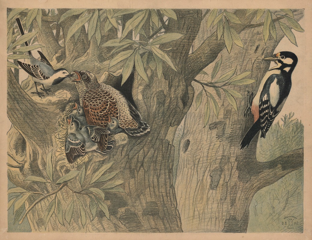 Spætte (og gøg) by Oluf August Hermansen, 1892 — digital art print download