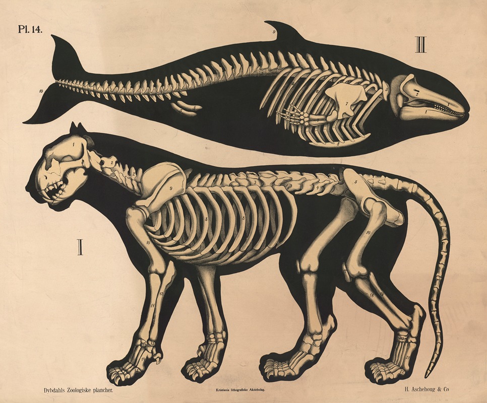 Skelet af løve og delfin, variant by Петер Дибдал, 1881 — digital art print download