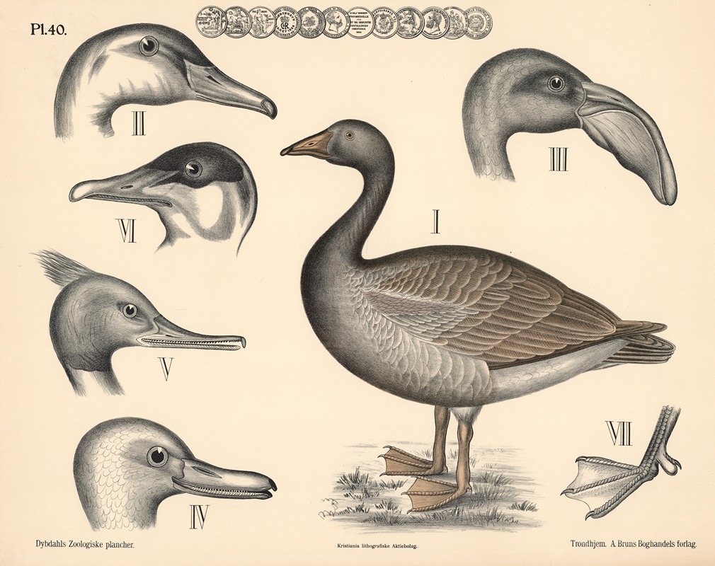 Fugle. Andefugle by Peter Dybdahl, 1881 — digital art print download