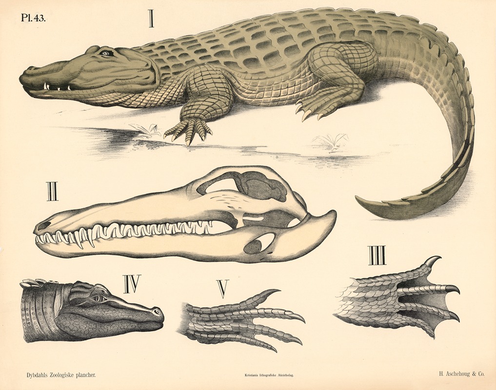 Krybdyr. Krokodiler og øgler by Петер Дибдал, 1881 — digital art print download