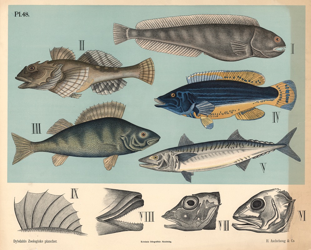 Fisk. Pigfinnede fisk — Peter Dybdahl