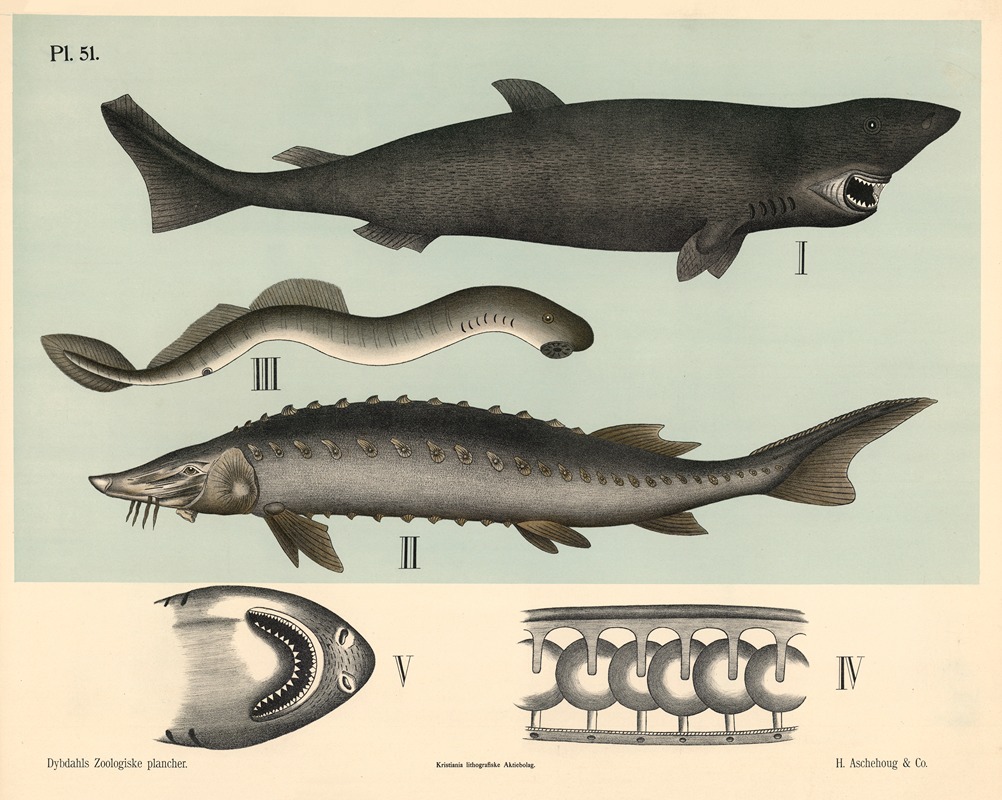 Fisk. Bruskfisk by Петер Дибдал, 1881 — digital art print download