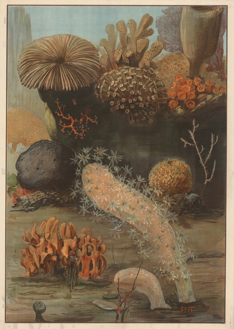 Corals and fungi by Paul Flanderky, 1910 — digital art print download