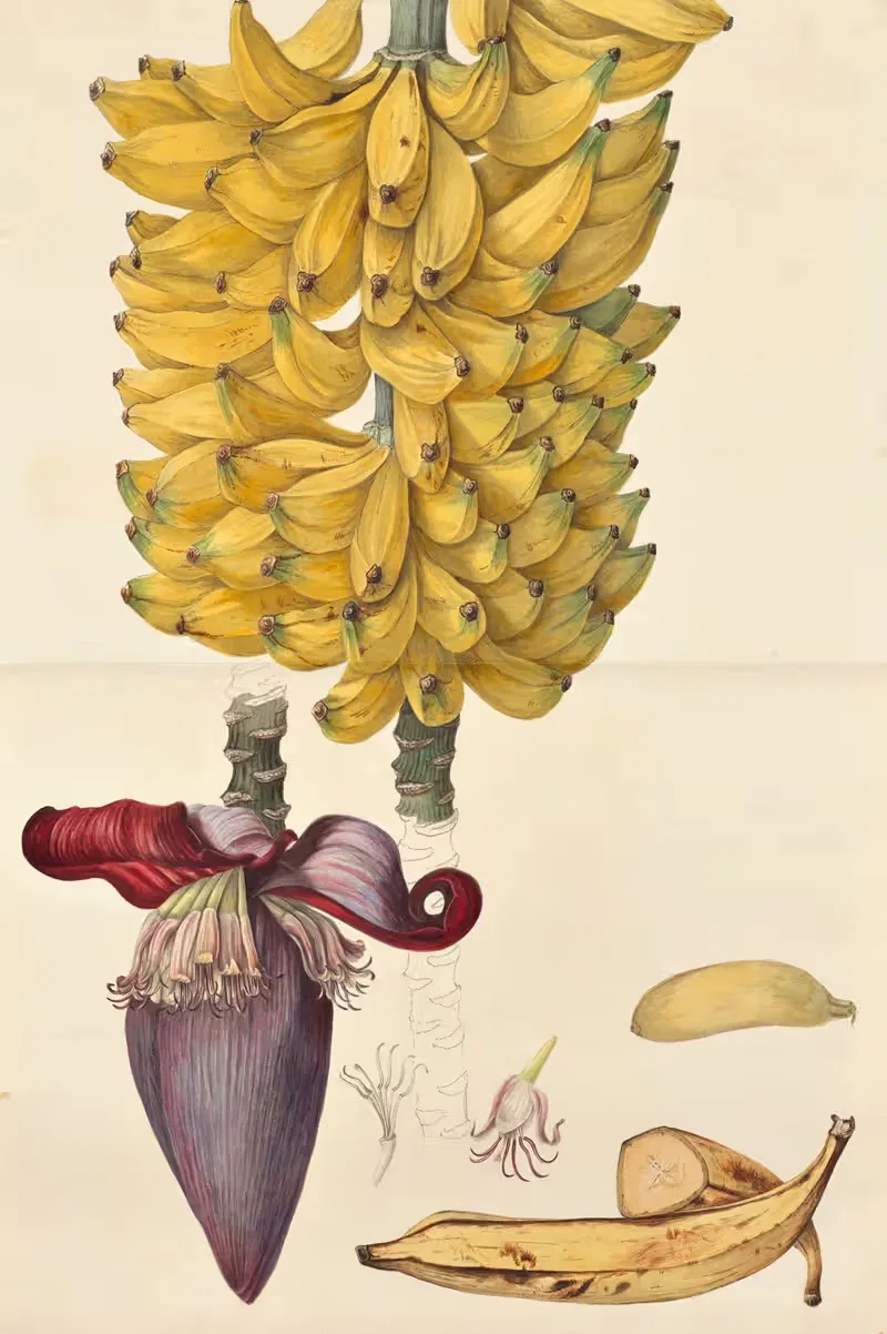 Musa (Banana) by Dorothea Eliza Smith, 1850-1853 — digital art print download