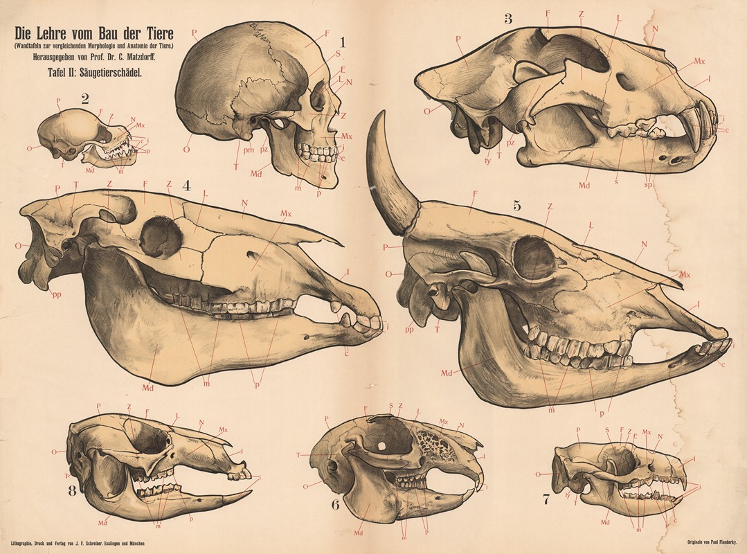 Die Lehre vom Bau der Tiere — Paul Flanderky
