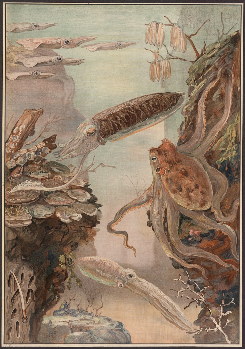 Polyps, mussels, oysters, etc. by Paul Flanderky, 1909 — digital art print download