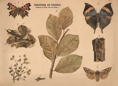 Schutzfärbung und Schutzform. Nachahmung von Blättern, Rinden und Früchten. by Paul Flanderky, 1900 — digital art print…