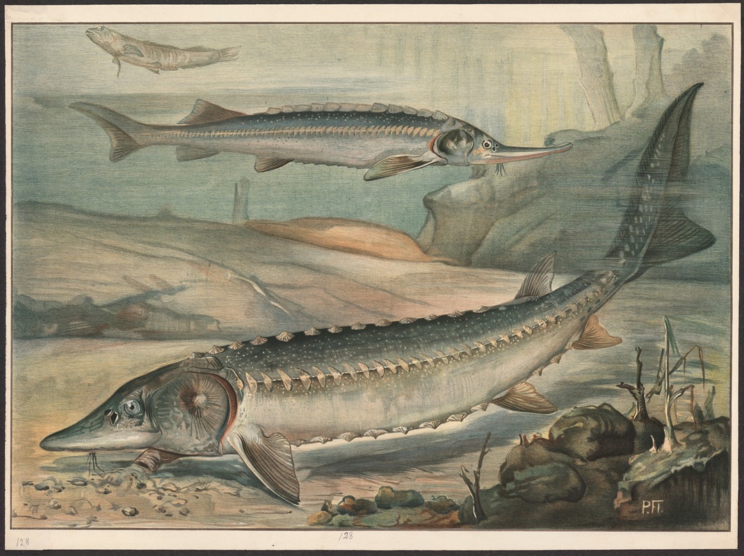 Sturgeon by Paul Flanderky, 1913 — digital art print download