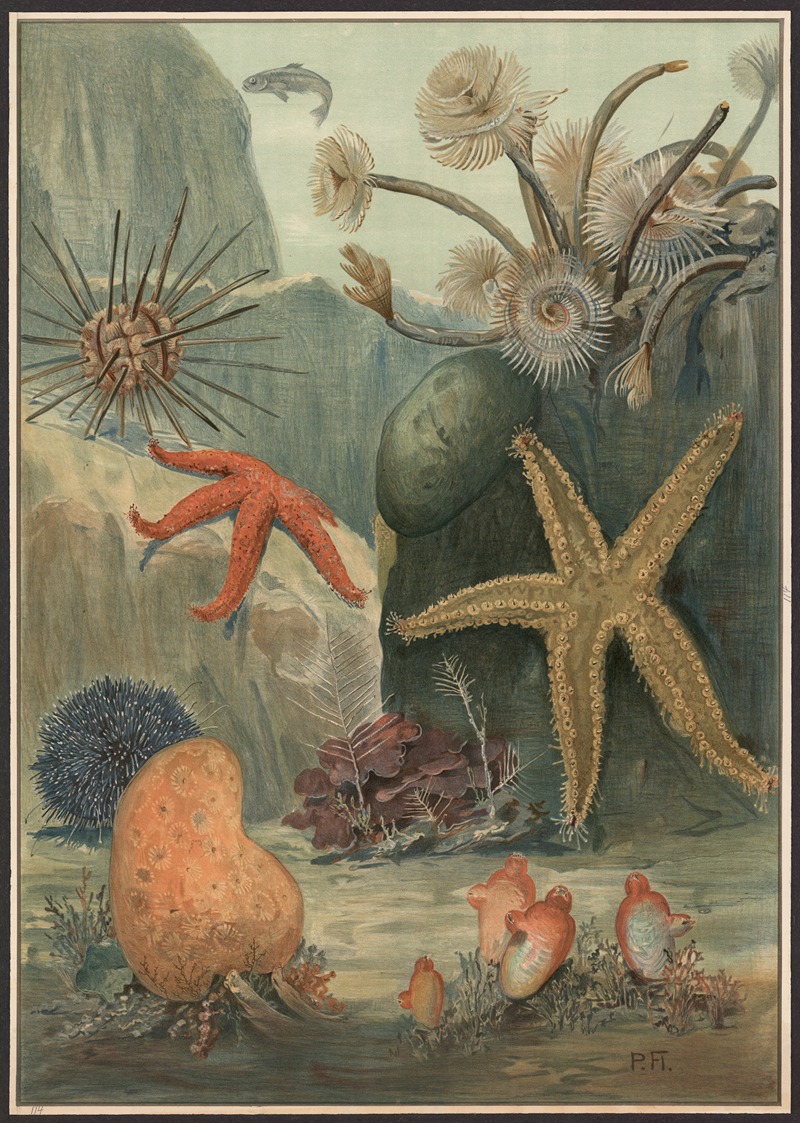Worms, starfish, sea urchins, etc. by Paul Flanderky, 1900 — digital art print download