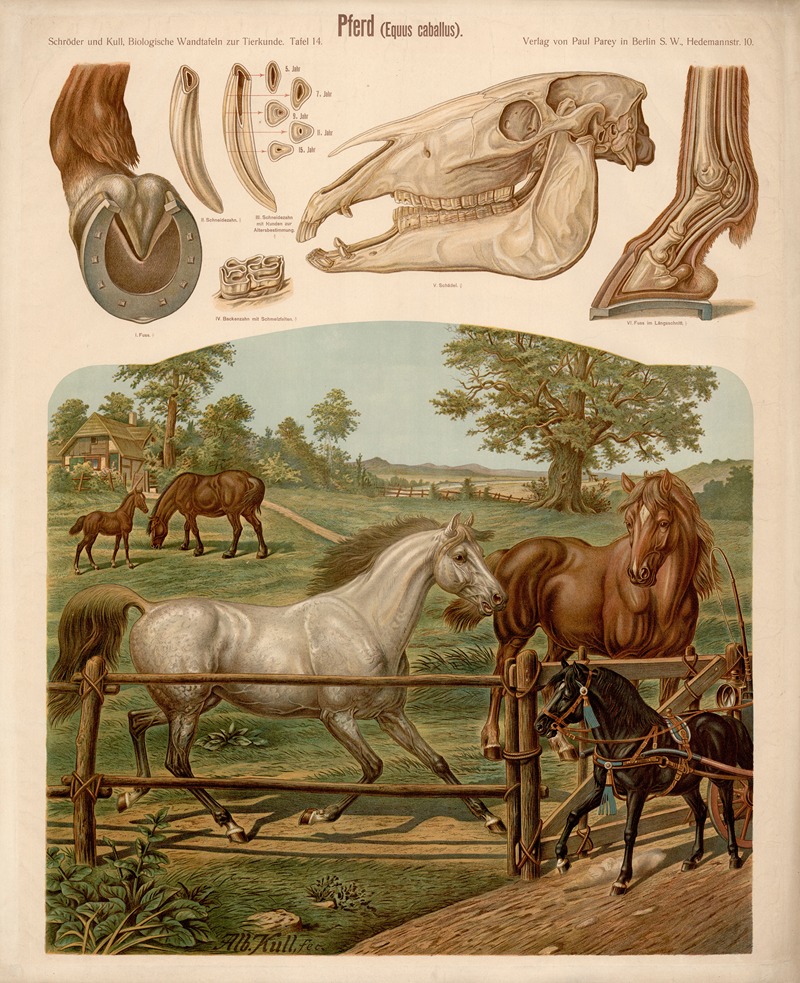 Horse by Albert Kull — digital art print download