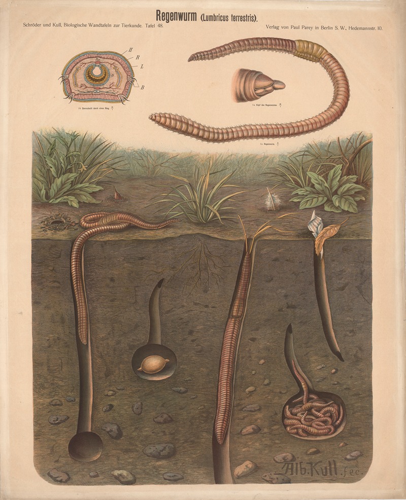 Earthworm by Albert Kull — digital art print download