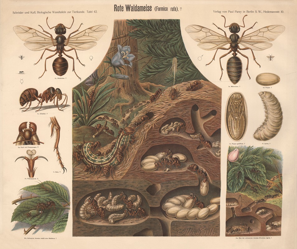 Red Wood Ant by Albert Kull — digital art print download