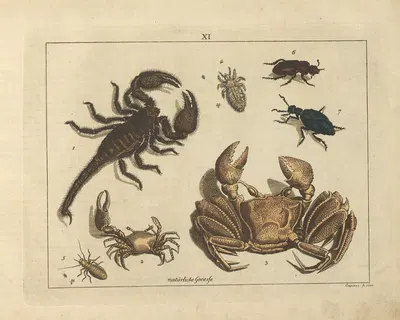 Kupfer-Sammlung besonders zu funke Naturgeschichte und Technologie Pl.10 by Schulbuchhandlung, 1850 — digital art print…