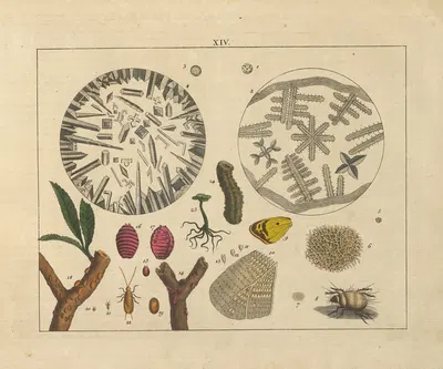 Kupfer-Sammlung besonders zu funke Naturgeschichte und Technologie Pl.13 by Schulbuchhandlung, 1850 — digital art print…