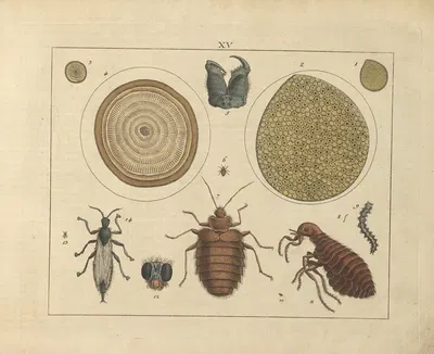 Kupfer-Sammlung besonders zu funke Naturgeschichte und Technologie Pl.14 by Schulbuchhandlung, 1850 — digital art print…