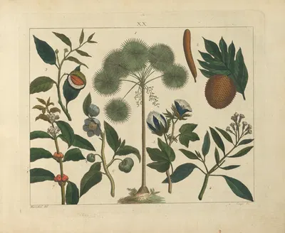 Kupfer-Sammlung besonders zu funke Naturgeschichte und Technologie Pl.19 by Schulbuchhandlung, 1850 — digital art print…