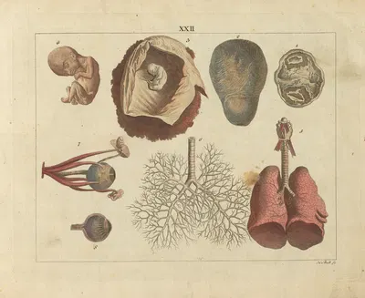 Kupfer-Sammlung besonders zu funke Naturgeschichte und Technologie Pl.21 by Schulbuchhandlung, 1850 — digital art print…