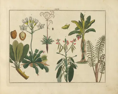 Kupfer-Sammlung besonders zu funke Naturgeschichte und Technologie Pl.22 by Schulbuchhandlung, 1850 — digital art print…