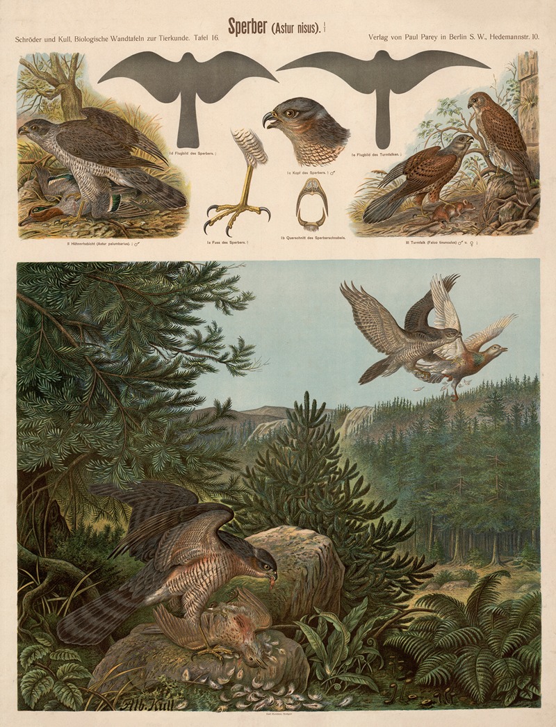 Sparrowhawk by Albert Kull — digital art print download