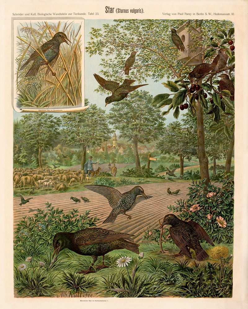 Starling — Albert Kull
